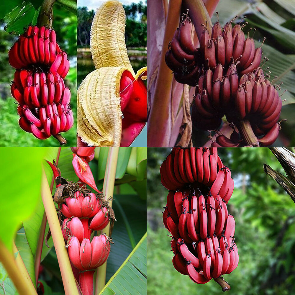 banana plant seeds